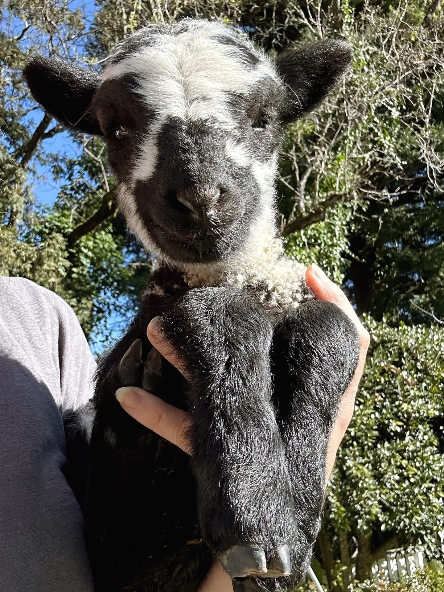 The first lamb of the season had arrived! Later than we usually like, but here they come. 👼🏼 She was born to our cutest ewe that we affectionately refer to as &ldquo;panda lamb&rdquo; because she looked like a little panda when she saw born. 1 down