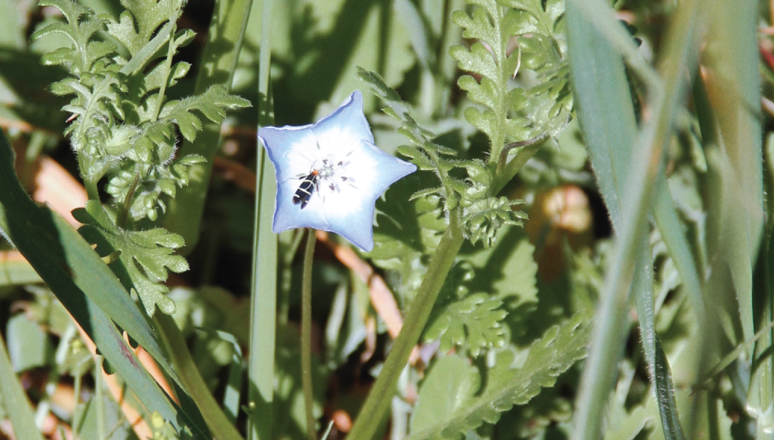 Everything’s Coming Up Flowers