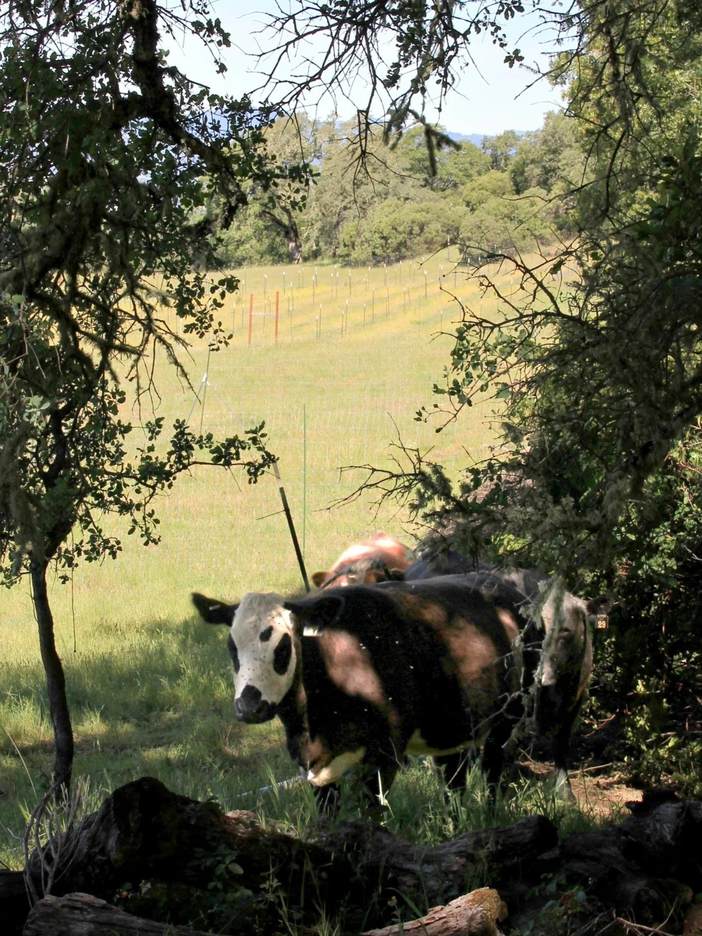 If you have been following us for a while, you probably know that we are BIG on integrated grazing. We strive to grow in a way that is regenerative to our soil and strictly managed cattle grazing is a wonderful way to maximize added nutrients and bac