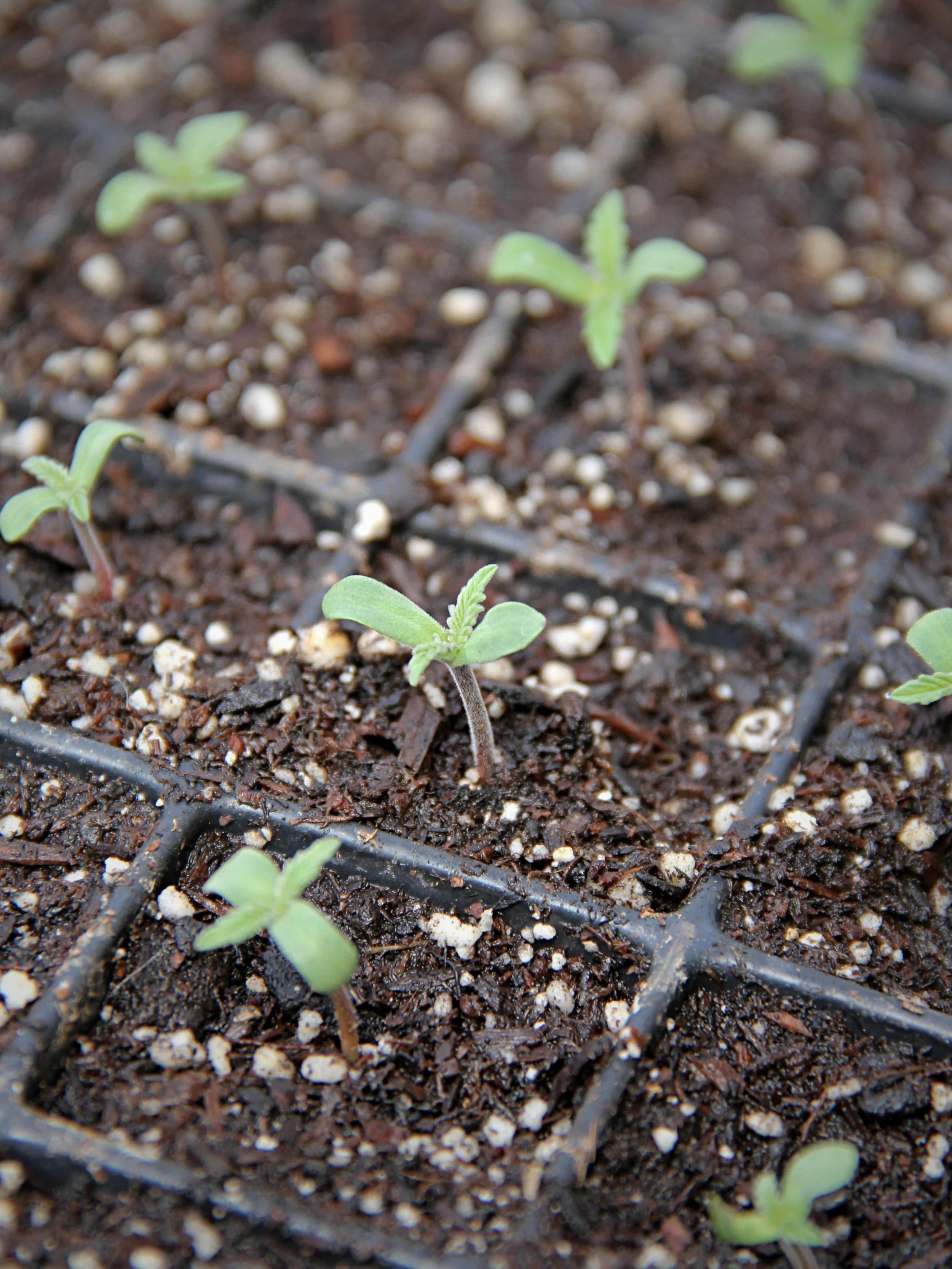 Seeds are 💥 popped and we have 🌱 sprouts ! 

These ladies will be going into the ground in Ukiah in about 4 weeks time among the array of flowers and vegetables that they will grow up beside. 

Spring has truly sprung and we are hurtling into the h