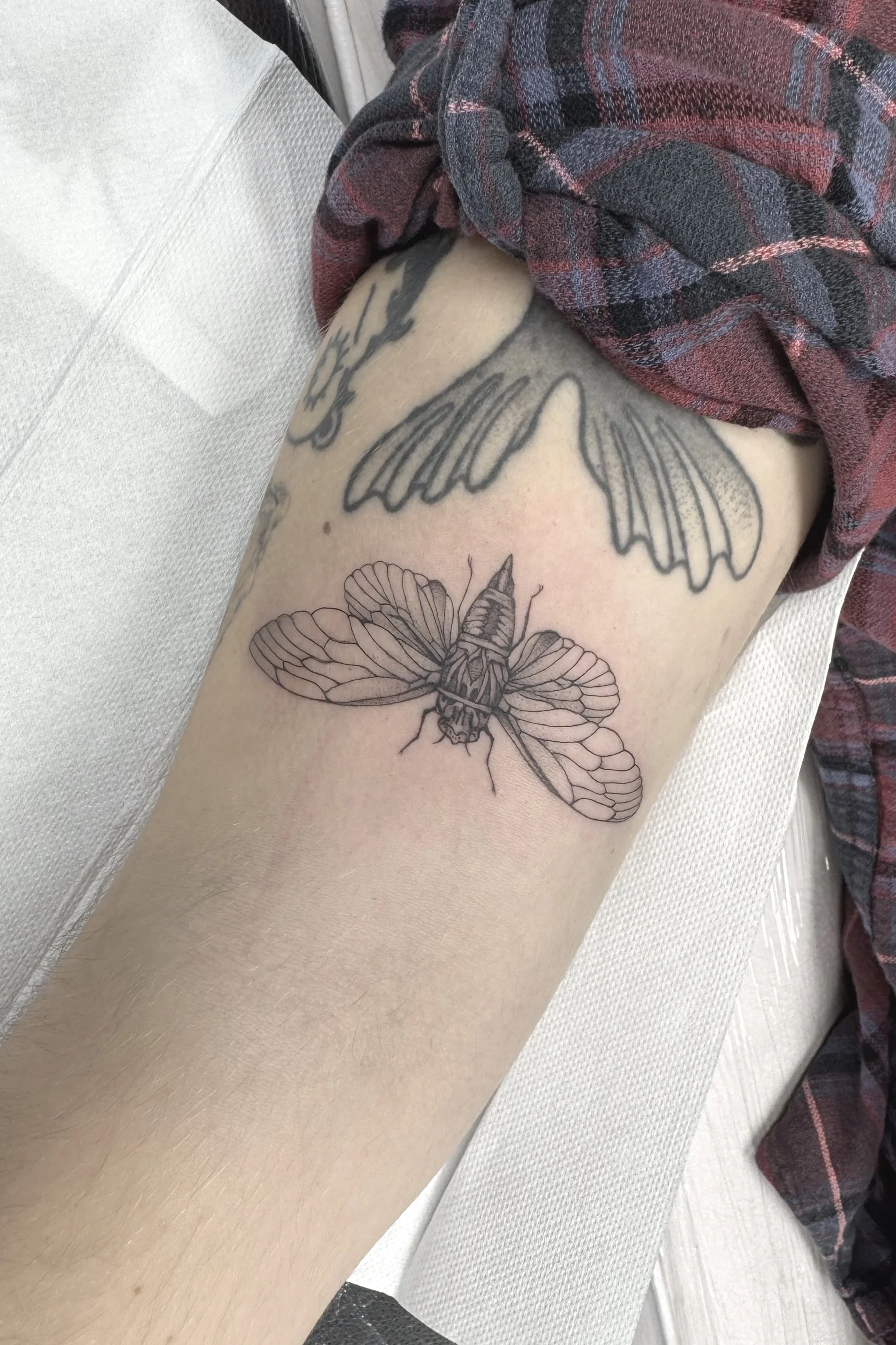 Cicada insect tattoo fineline black and white frankton