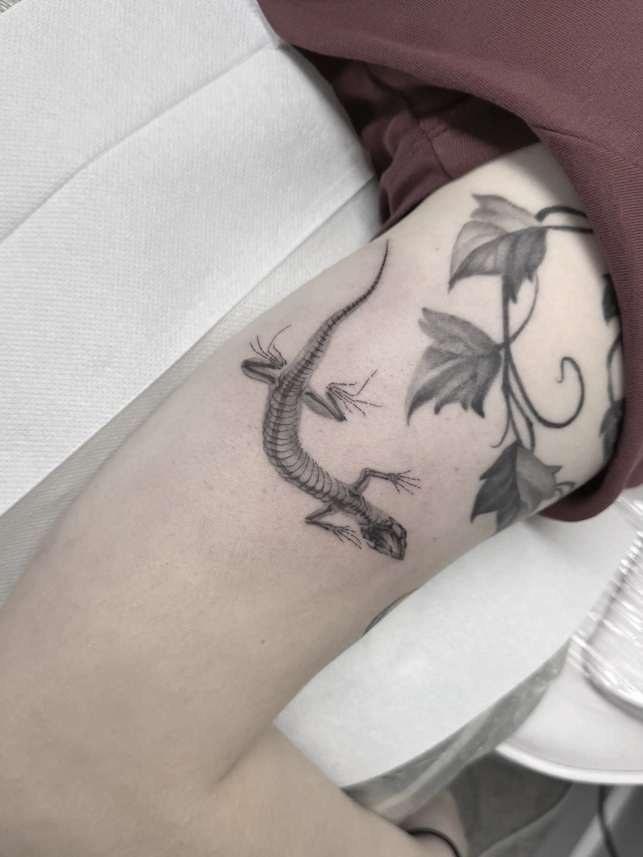 X-ray lizard skull skeleton small