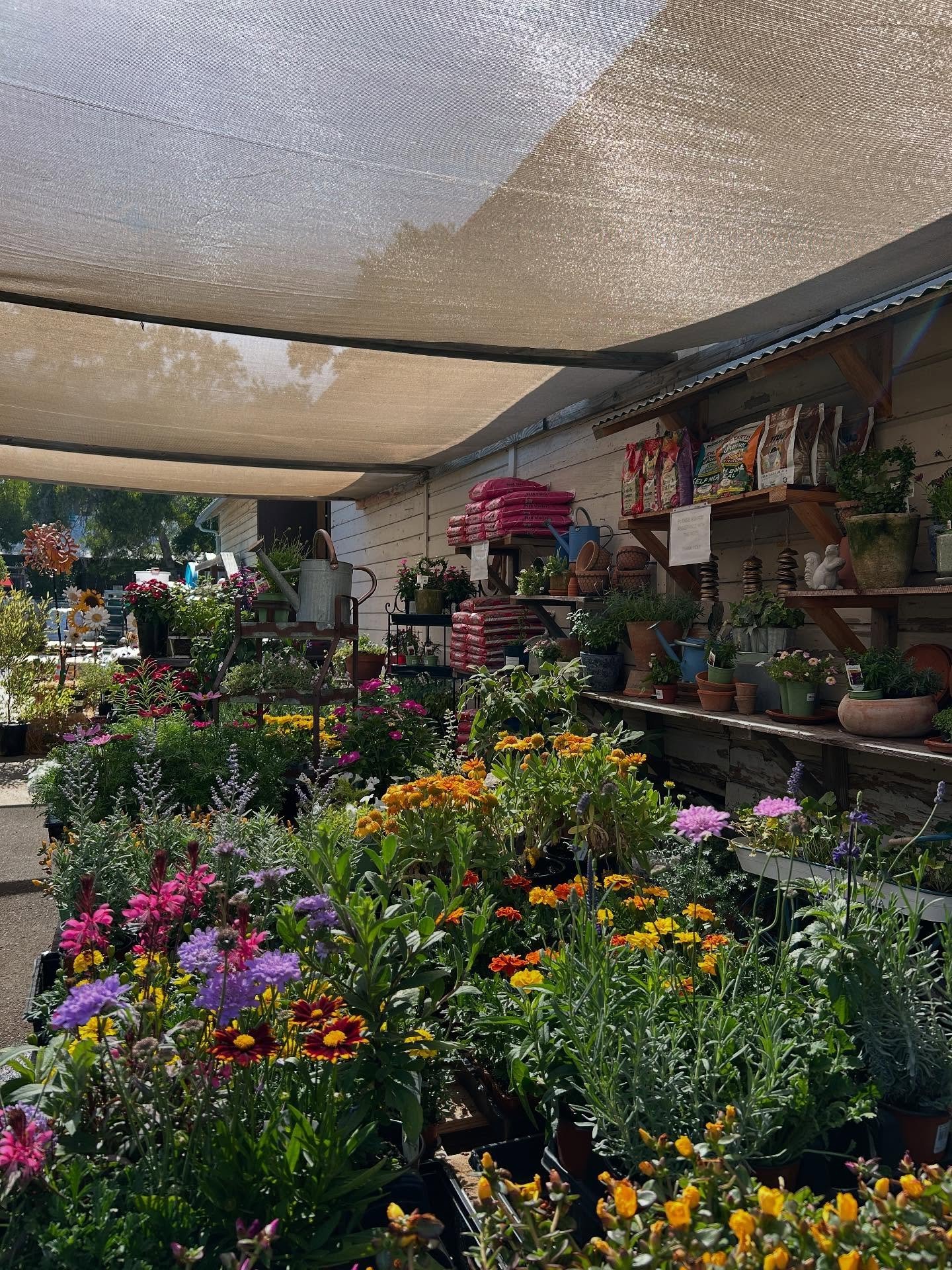 Needing some garden + plant therapy? We have the solution. Check out our RESTOCK of NEW Summer flowers, herbs and plants! 
🪴🌷☀️ ☁️🌻
.
.
.
. 
#gardening #summergarden #herbs #flowers #plantnursery #ojaicalifornia #venturacounty