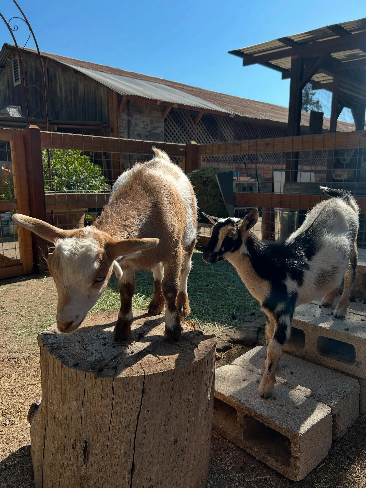 Meet Pollo and Pika, our store Nigerian dwarf goats! They are the sweetest baby goats you&rsquo;ll meet. Don&rsquo;t forget to say hi to Pollo and Pica on your next visit! ☺️🤍🐐🌾 
.
.
.
.
#visitojai #ojaicalifornia #localbusinesses #shopsmall #smal