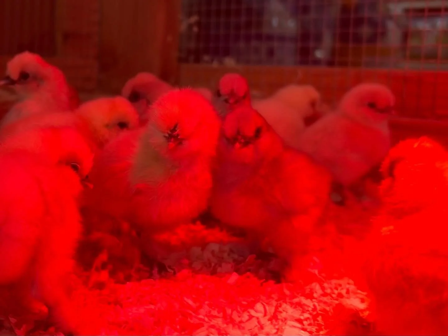 Baby Silkies are here!! Stop on by and meet these adorable baby chicks! 🐥💛 
.
.
.
.
.
#babysilkies #babychicks #smallbusiness #venturacounty #ojai #chickens #localbusinesses
