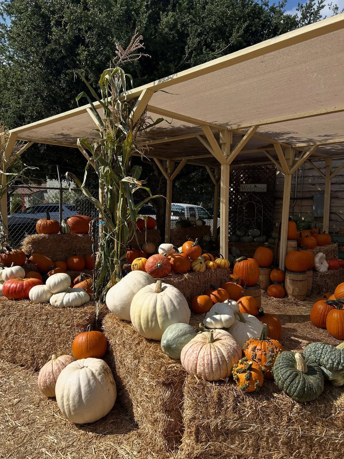 Happy October! Don&rsquo;t forget to check out our Pumpkin Patch!! Picking pumpkins is the perfect fall activity and one of our favorites&hellip; Our Pumpkin Patch is on the &ldquo;backside&rdquo; of the store so don&rsquo;t forget to walk around and