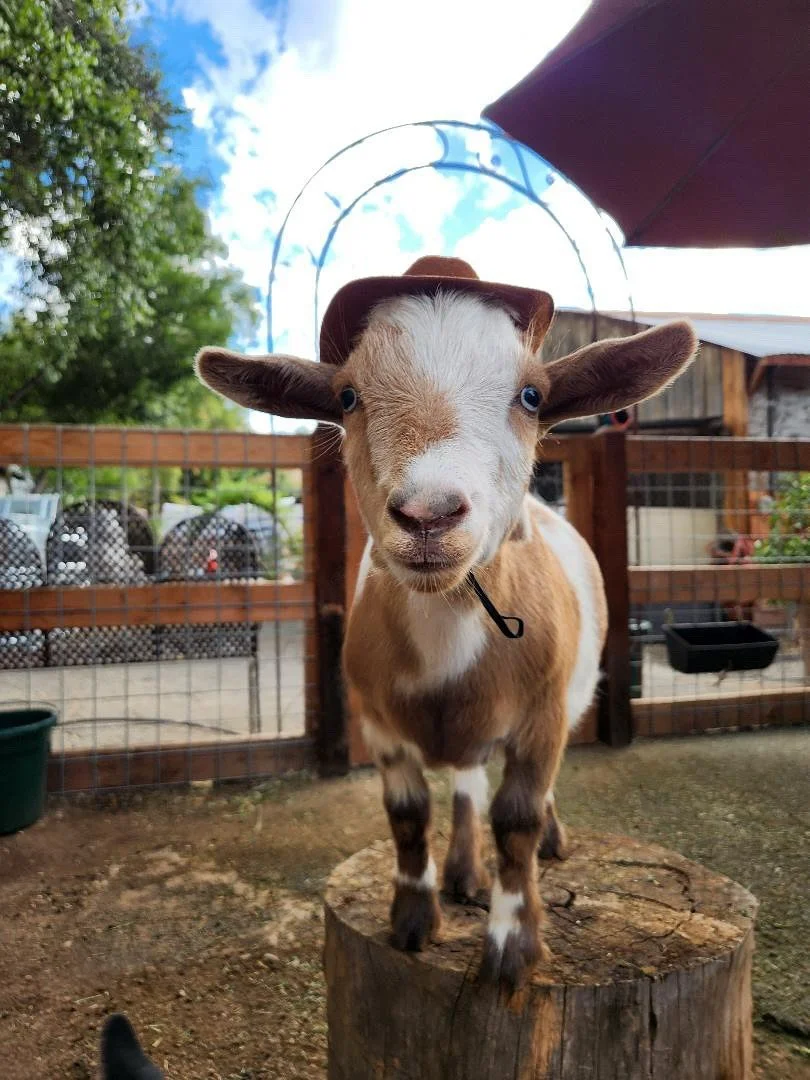 Pollo and Pika are excited to be showing their Halloween costumes early! Outfitted with cowboy and cowgirl hats (sold in store). They also LOVE their fresh pumpkin treats! 🎃🤠🐐🧡
.
.
.
.
#happyhalloween #happyfall #nygeriandwarfgoats #polloandpika 
