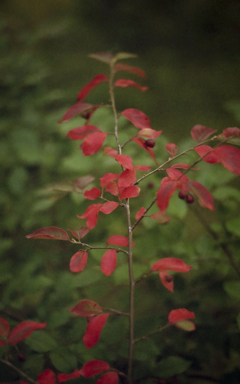 From Hitaasti muuttuva -collection, 35mm film, 2025
