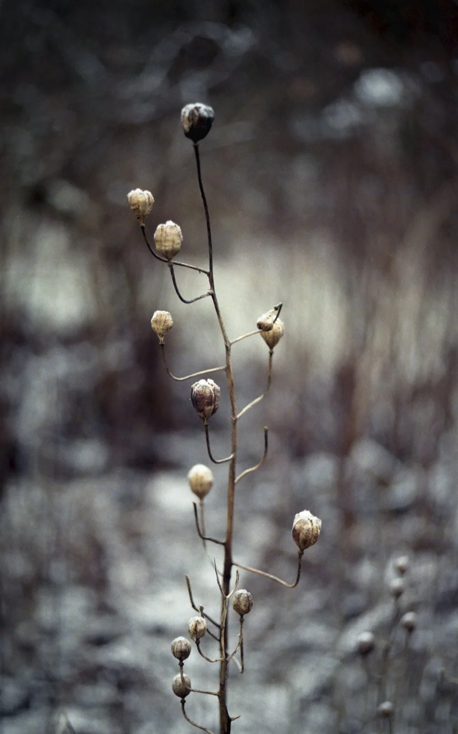 From Hitaasti muuttuva -collection, 35mm film, 2025