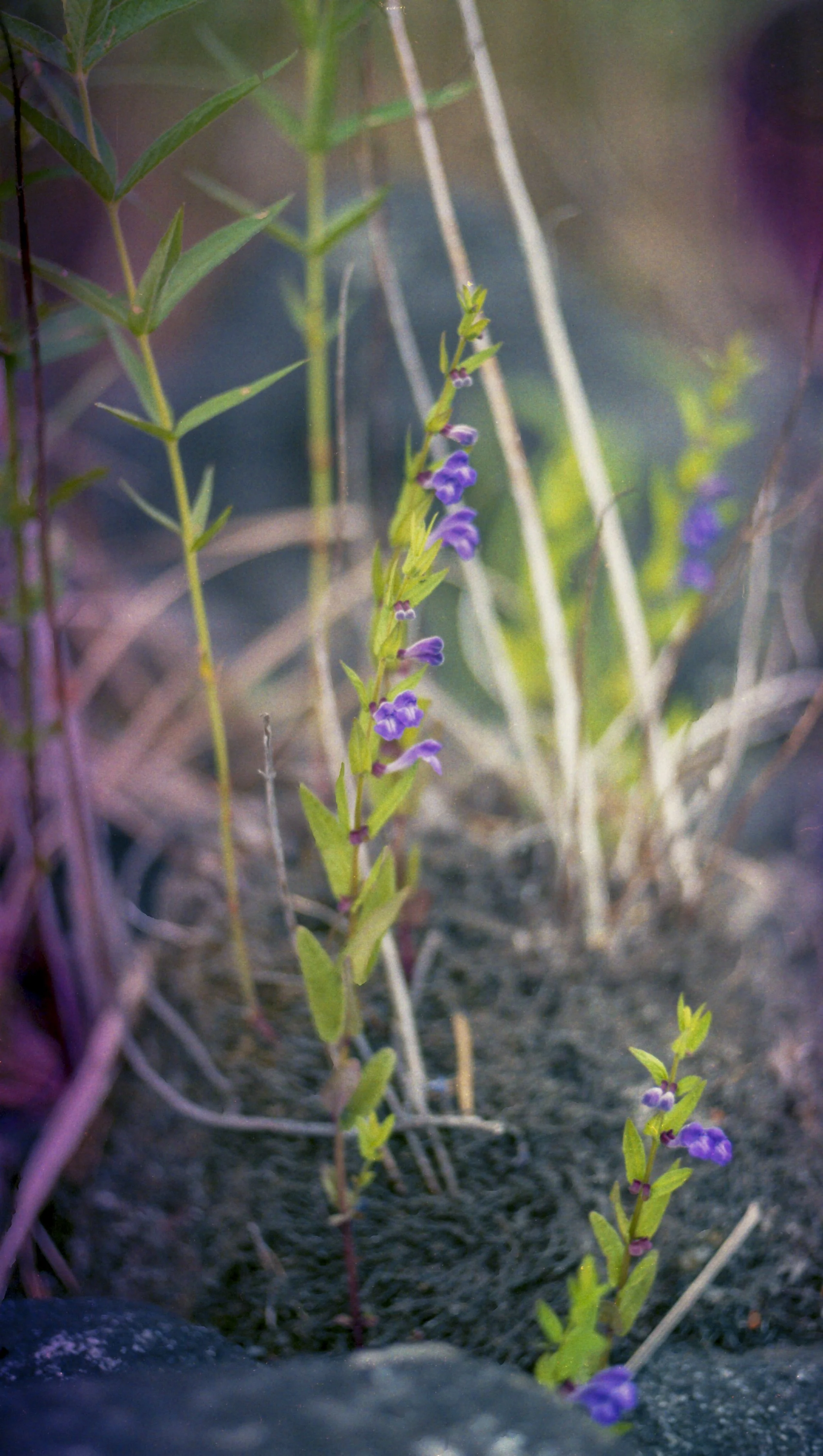 Experimental 35mm souped film with intentional light leaks, 2026