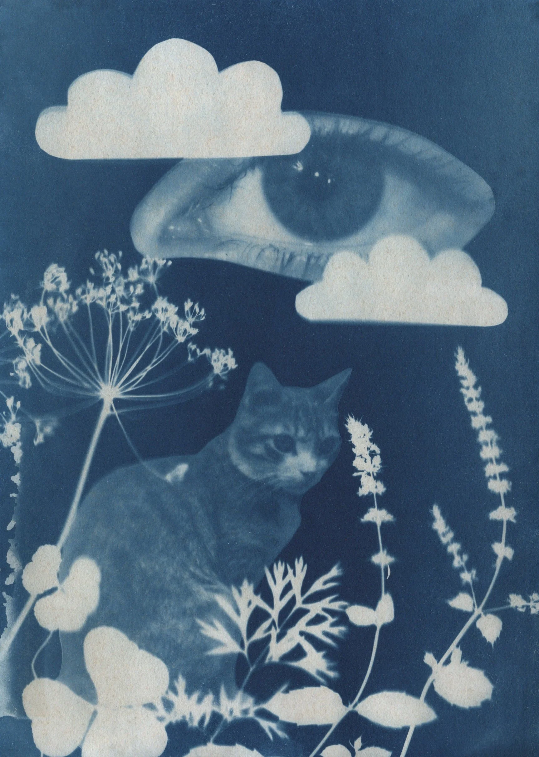 From Cats of Kerkyra -collection, 35mm film and cyanotype, 2026
