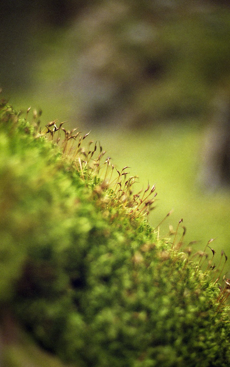 From Hitaasti muuttuva -collection, 35mm film, 2025