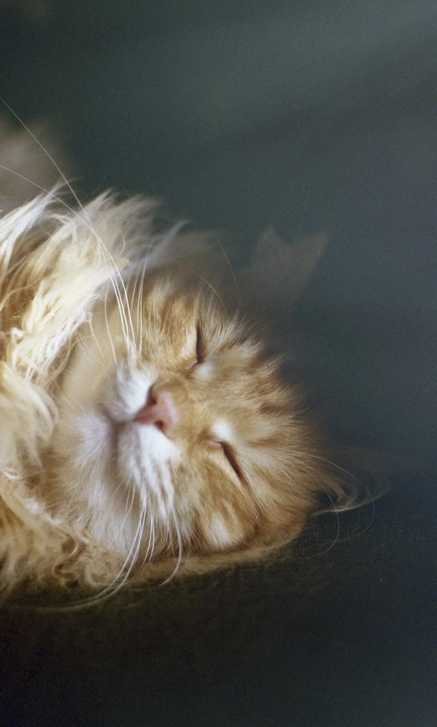 From Sweet Dreams -collection, 35mm film, 2026