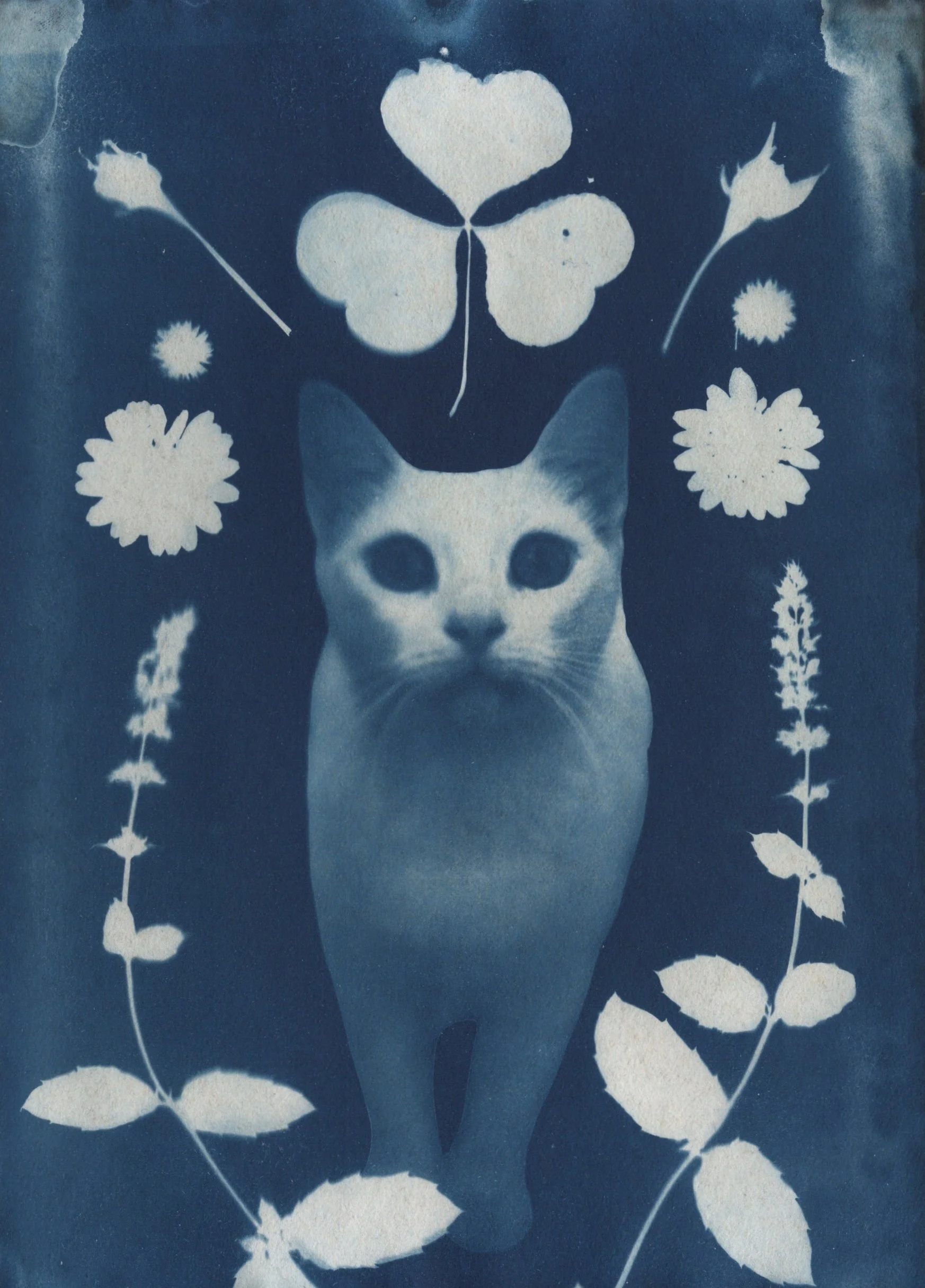 From Cats of Kerkyra -collection, 35mm film and cyanotype, 2026