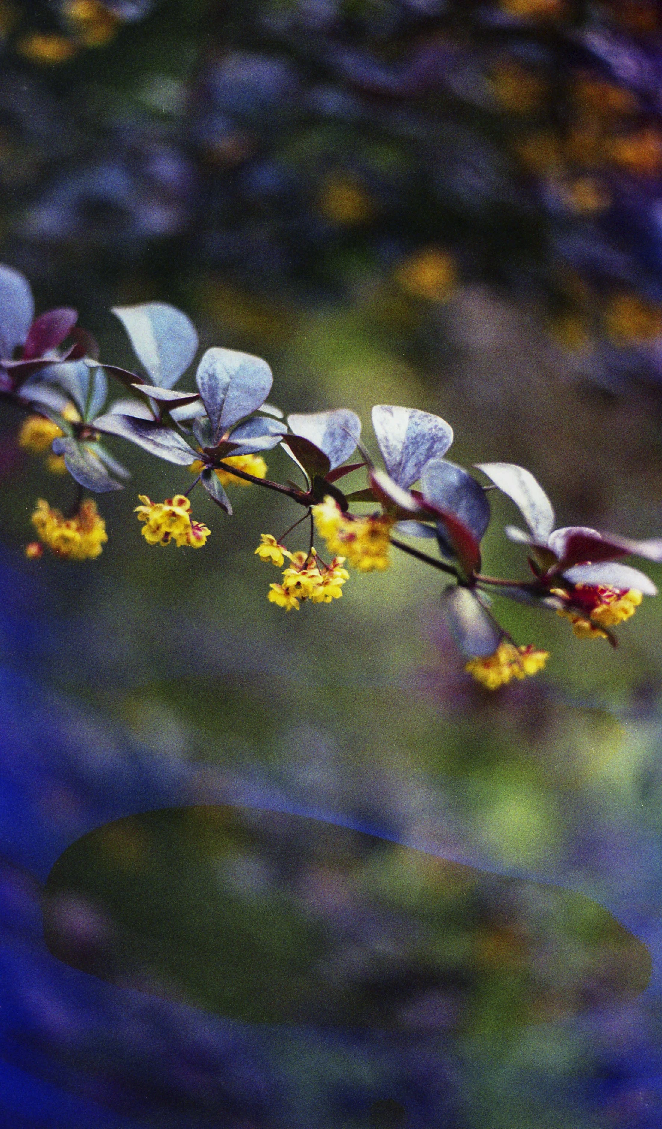 Experimental 35mm souped film with intentional light leaks, 2026