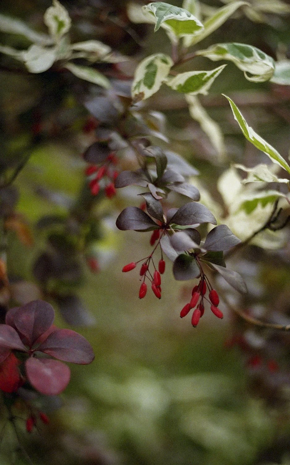 From Hitaasti muuttuva -collection, 35mm film, 2025
