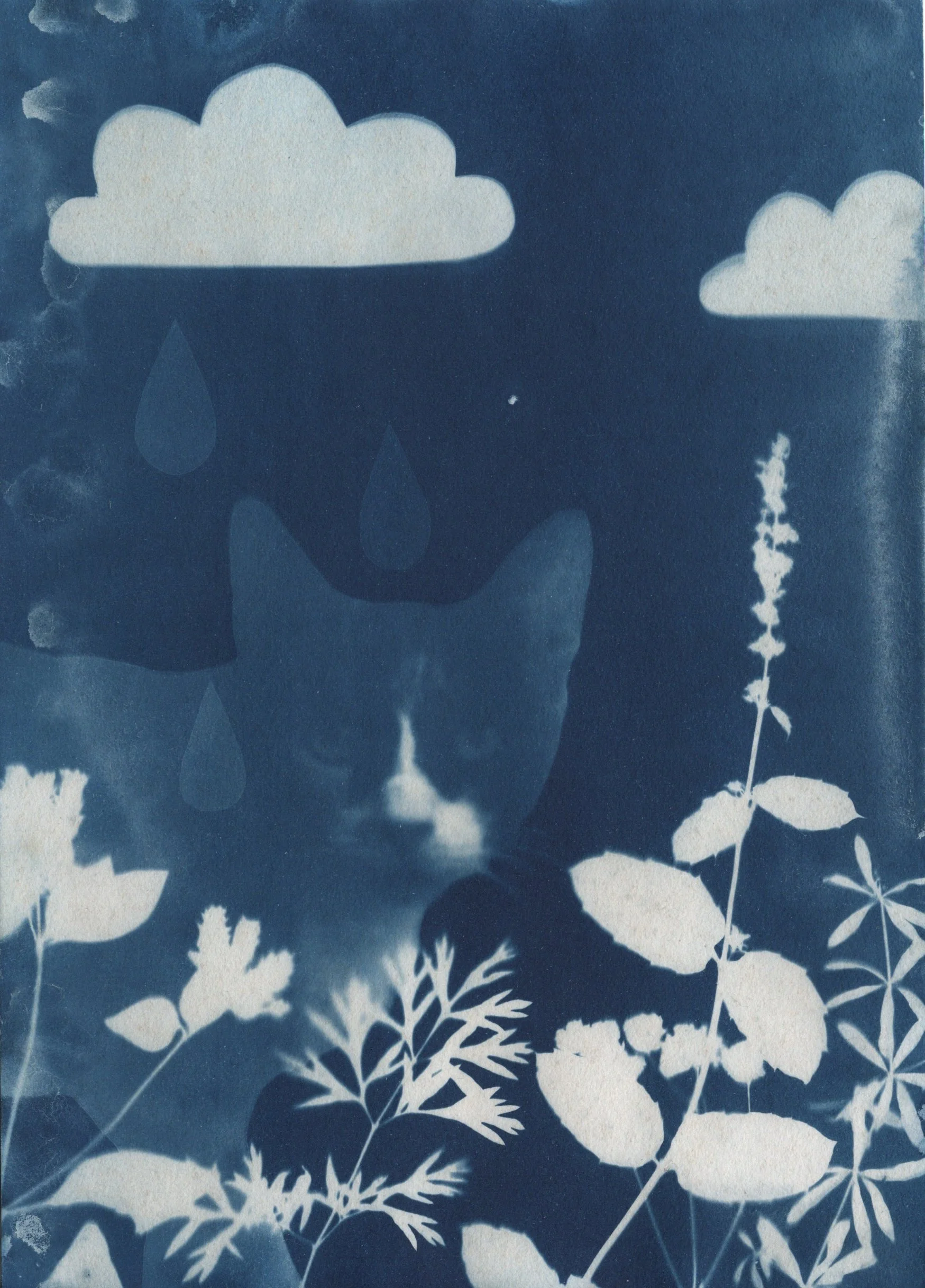 From Cats of Kerkyra -collection, 35mm film and cyanotype, 2026