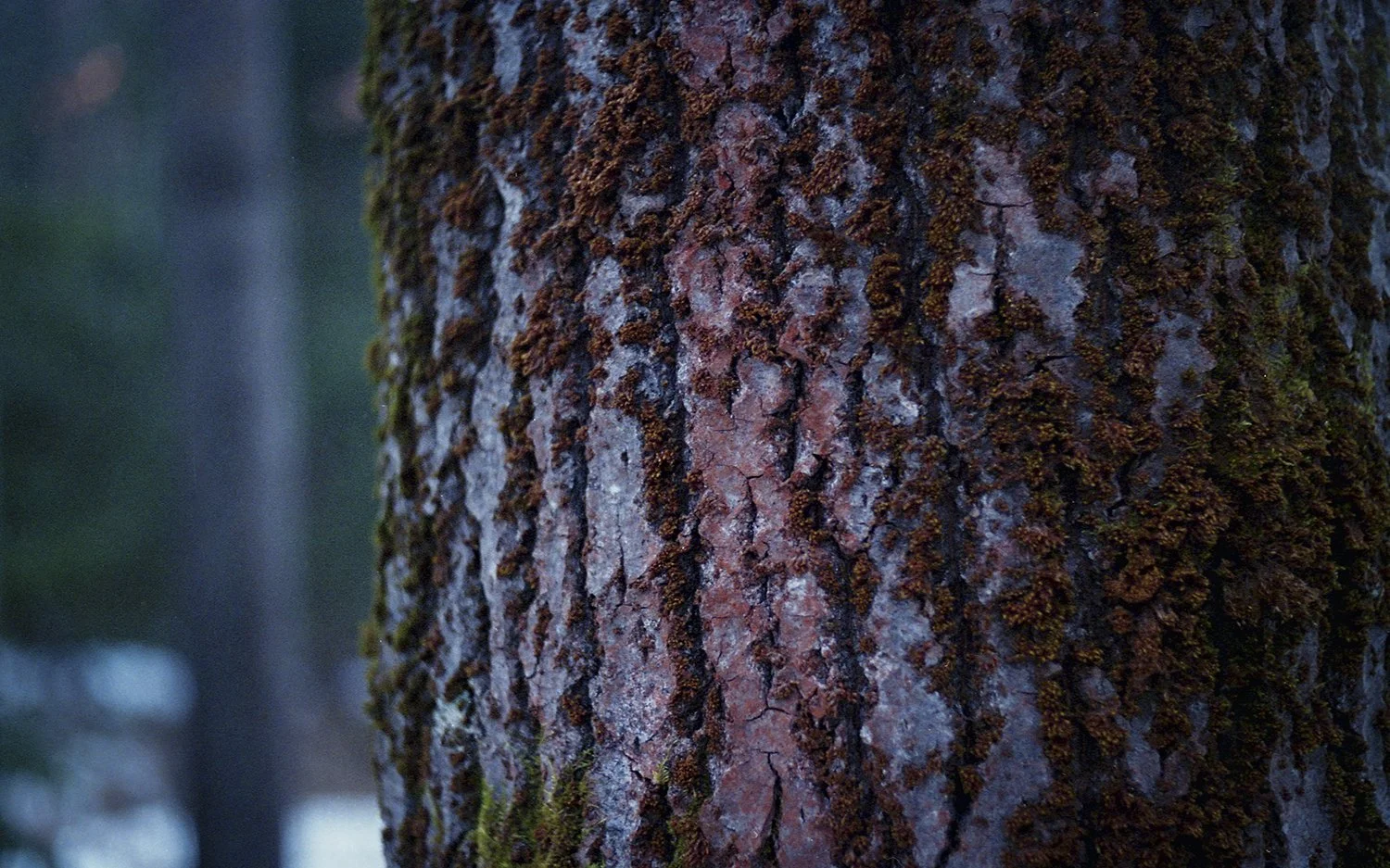 From Hitaasti muuttuva -collection, 35mm film, 2025
