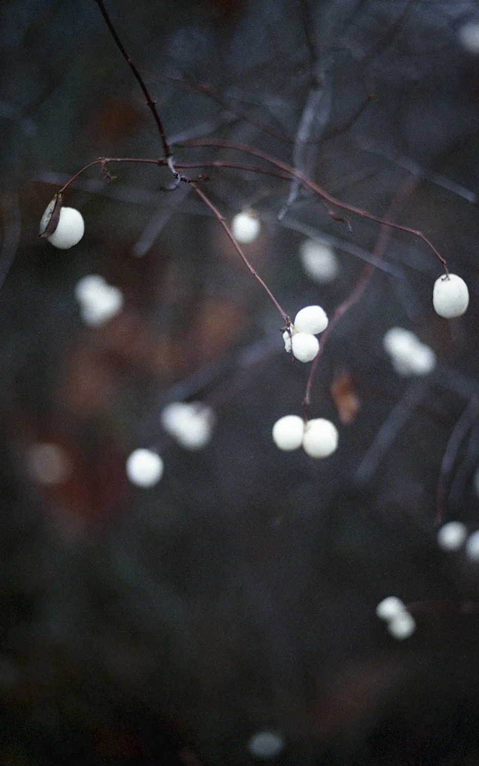From Hitaasti muuttuva -collection, 35mm film, 2025