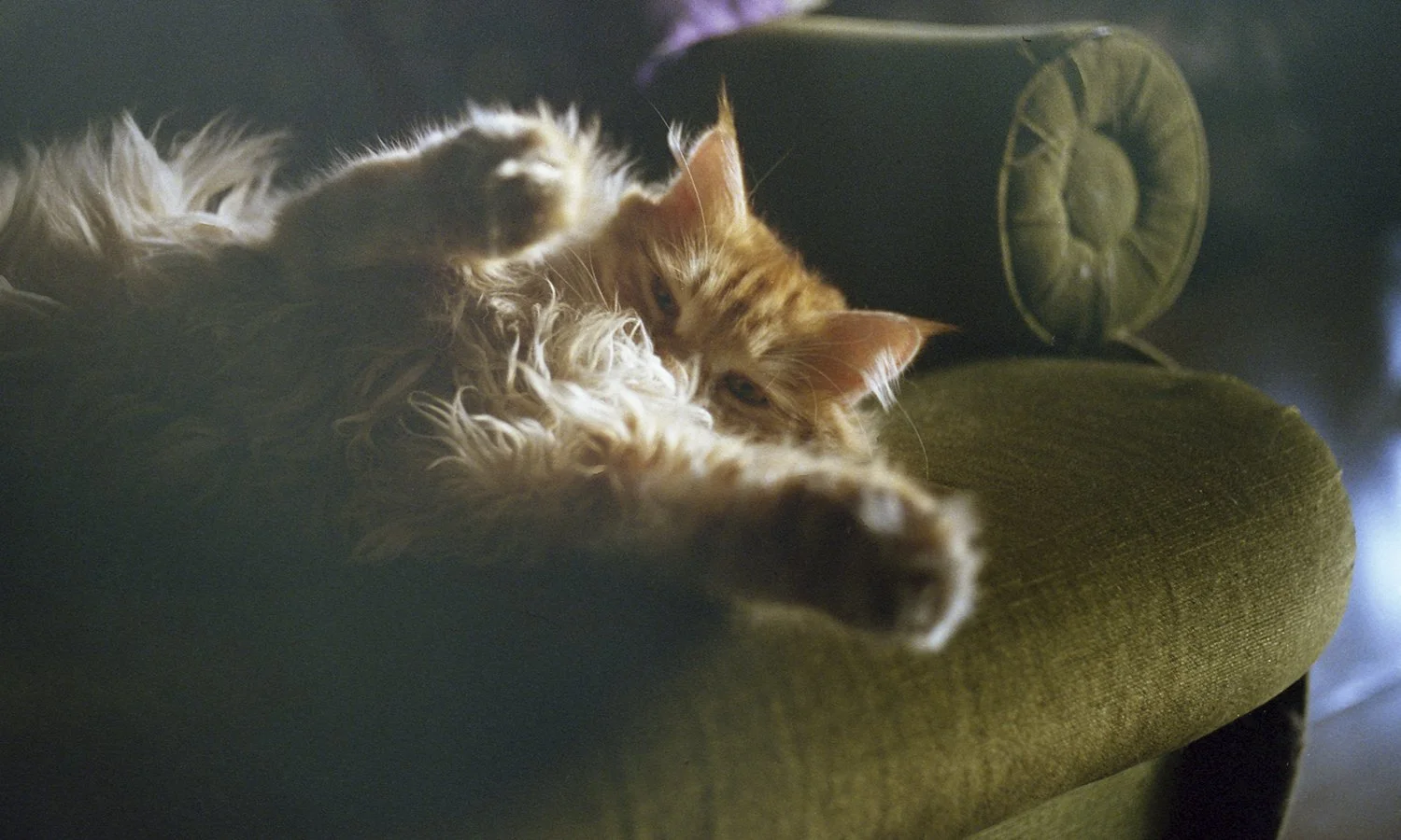 From Sweet Dreams -collection, 35mm film, 2026