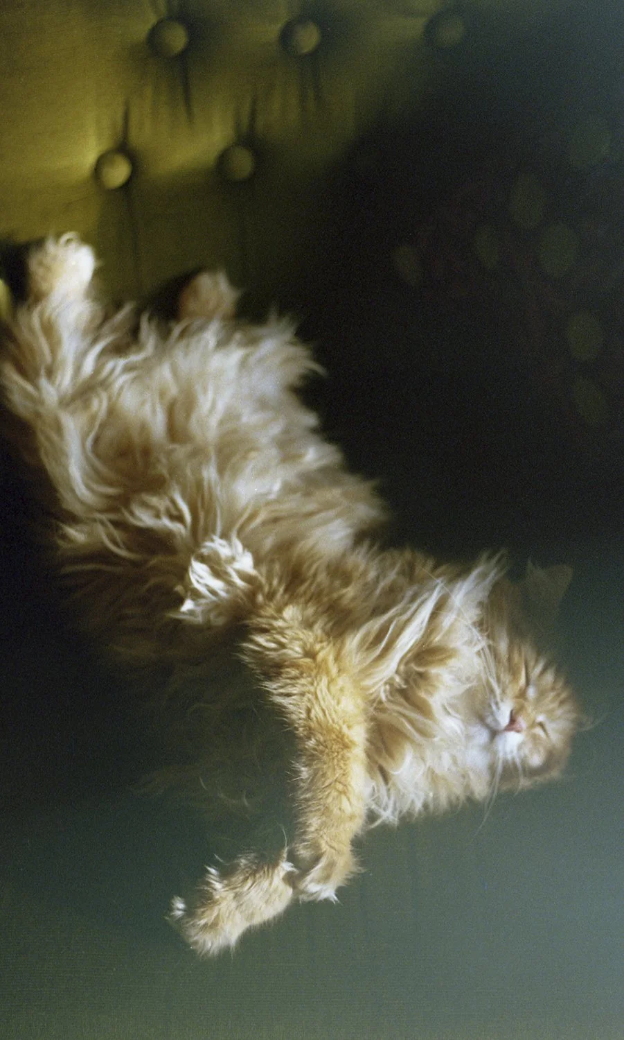 From Sweet Dreams -collection, 35mm film, 2026