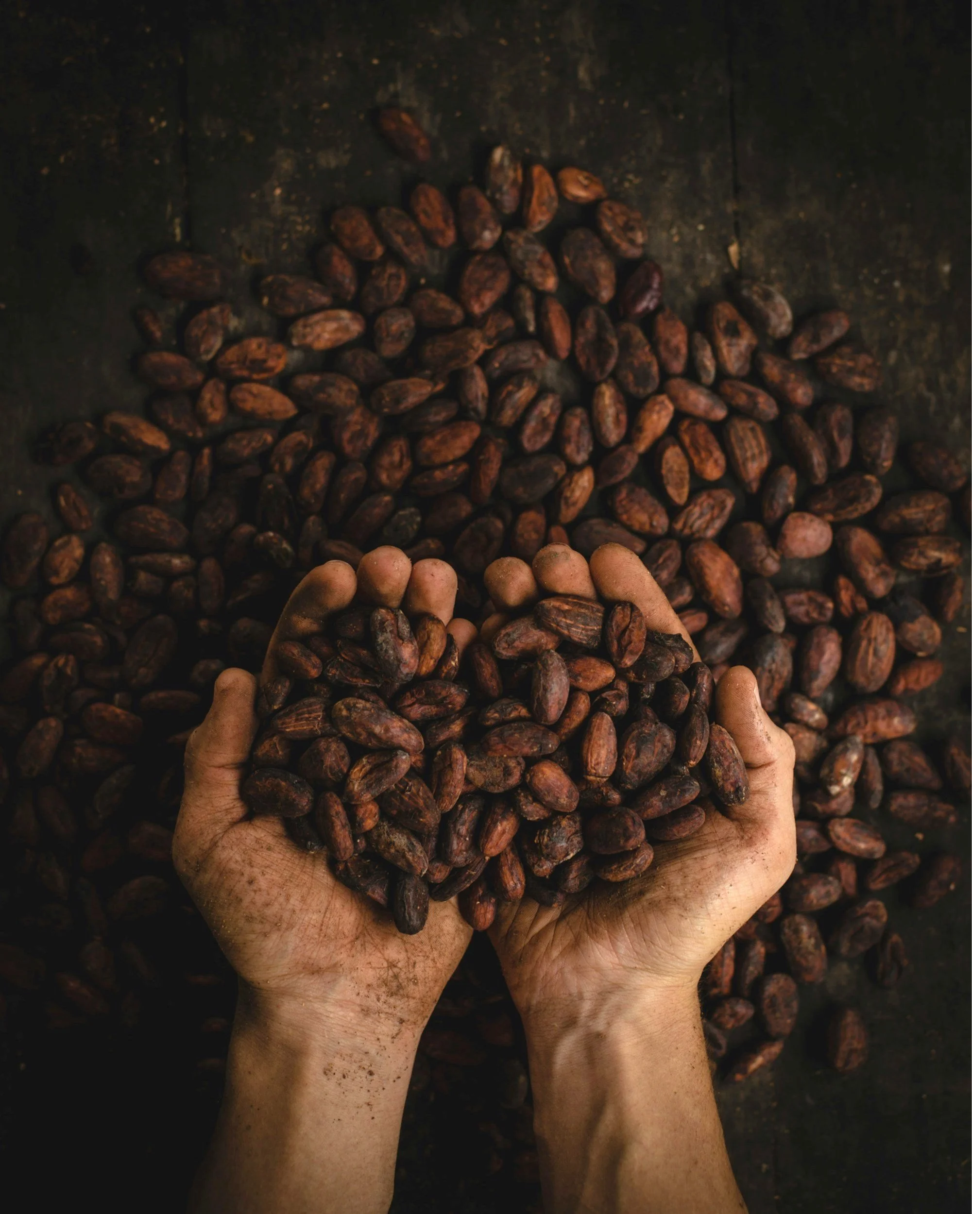 Hands holding cocoa beans over a surface covered with more cocoa beans.