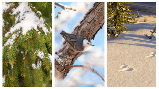 Winter Early Birders