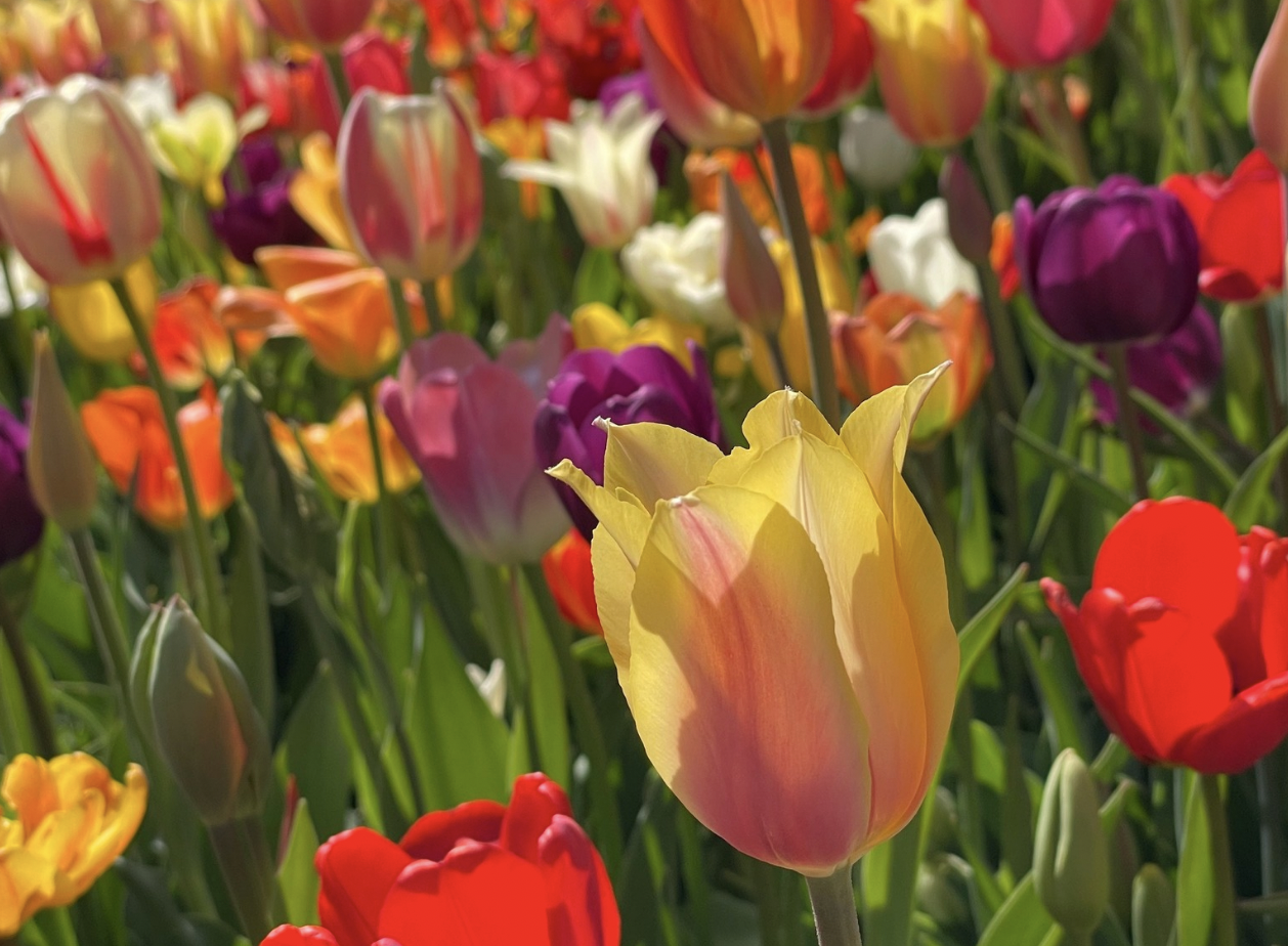 Tulip House in Full Bloom