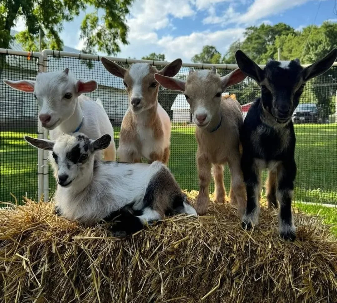 tiny+goats.jpg