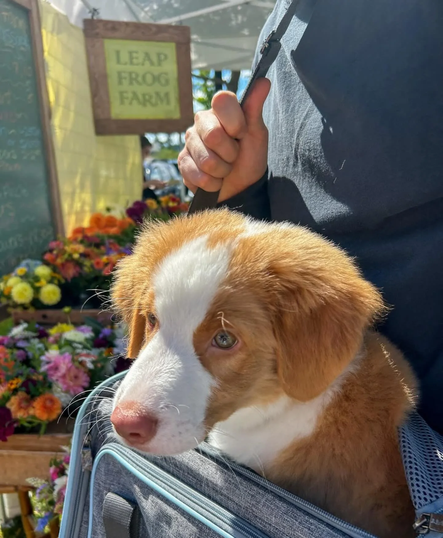 A reminder of two things&hellip;. 1. Our @bifarmersmarket goes through November&rsquo;s end &mdash; YAY! and 2. Bring your dogs! We love seeing your furry friends out on Bainbridge and in Winslow! Have a great week!

We love this pic by @rydertheduck