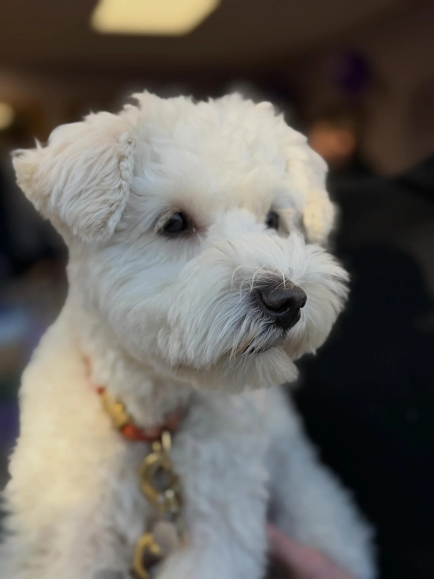 Big congrats to Julie and the awesome team at the @thefluffyruffdogspa on their Grand Re-Opening in the new space! We had such a good time getting a tour and having their ribbon cutting! We are the thrilled they were able to add so much room to bette