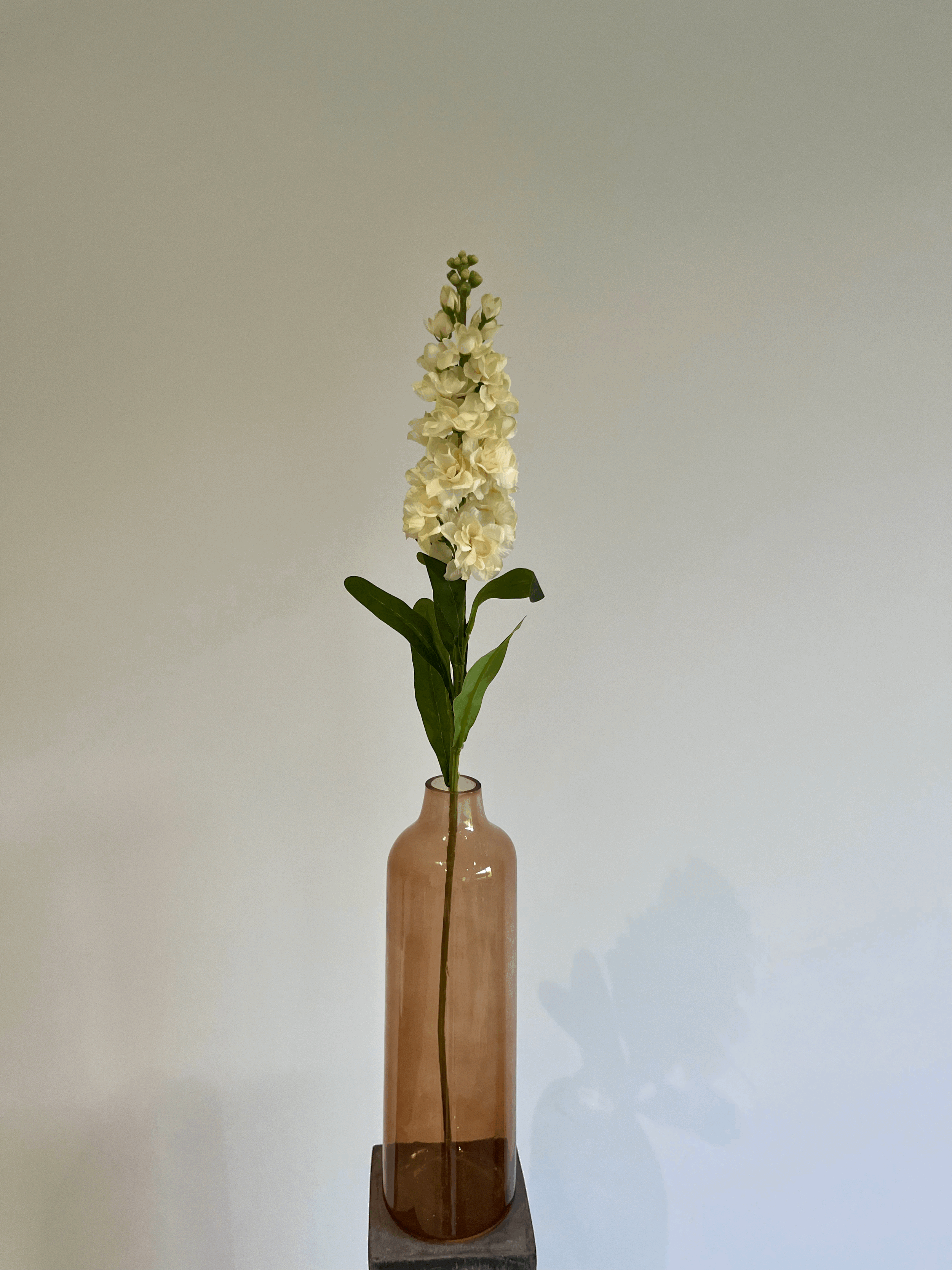 Matthiola blanche- jaune