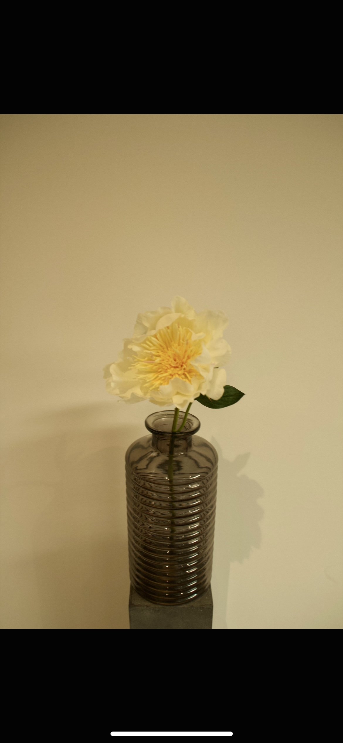 Pivoine jaune