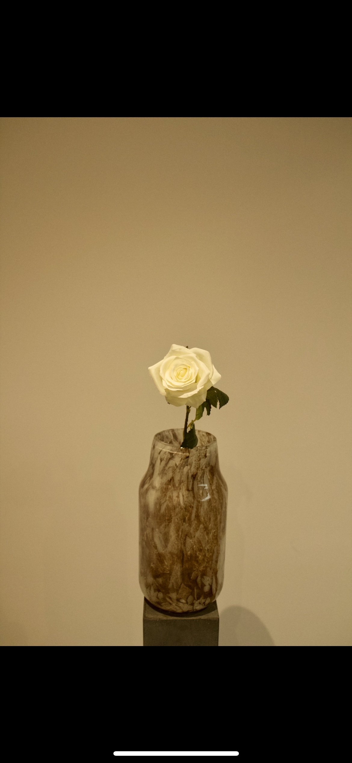 Rose blanche