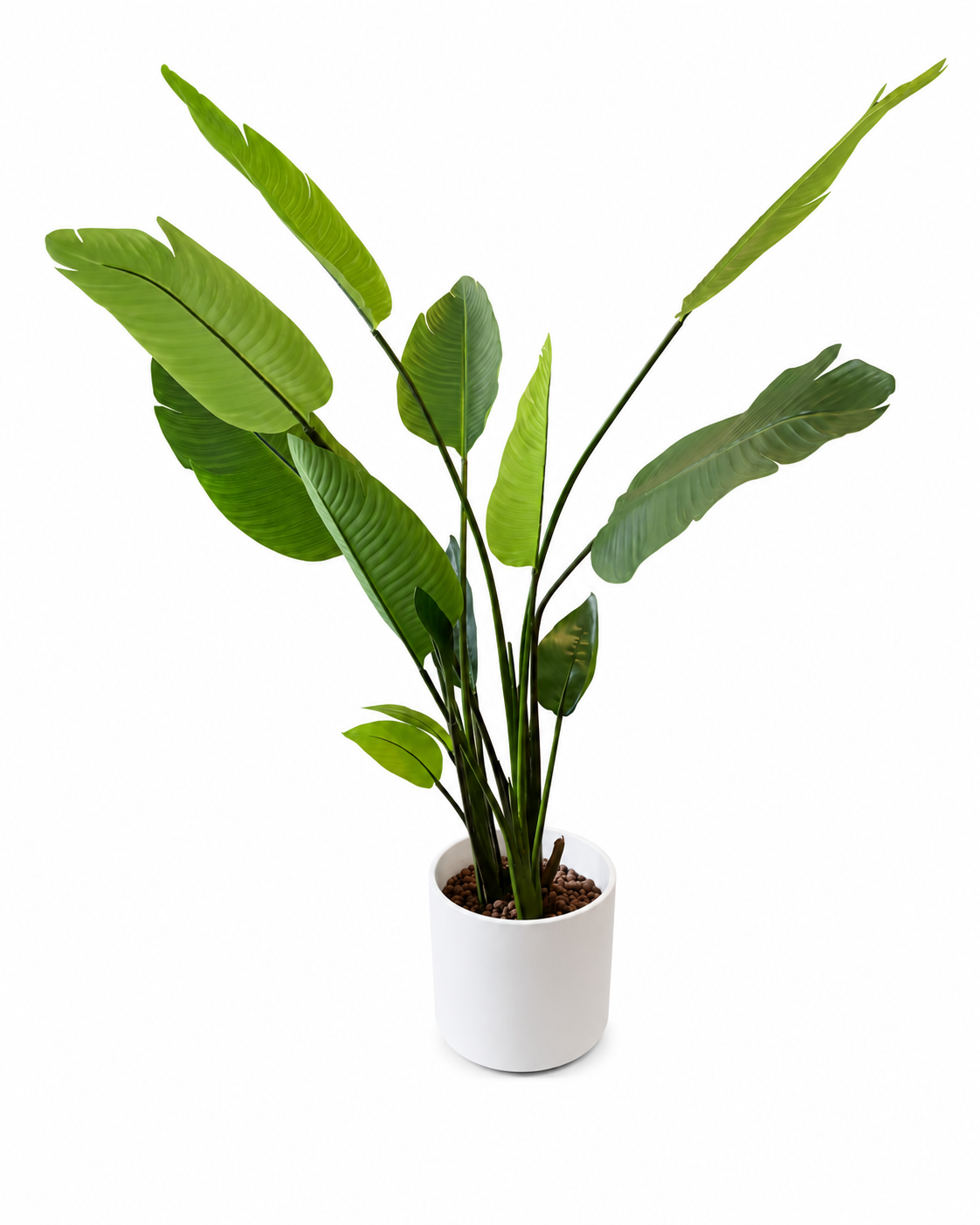 Strelitzia nicolai plant