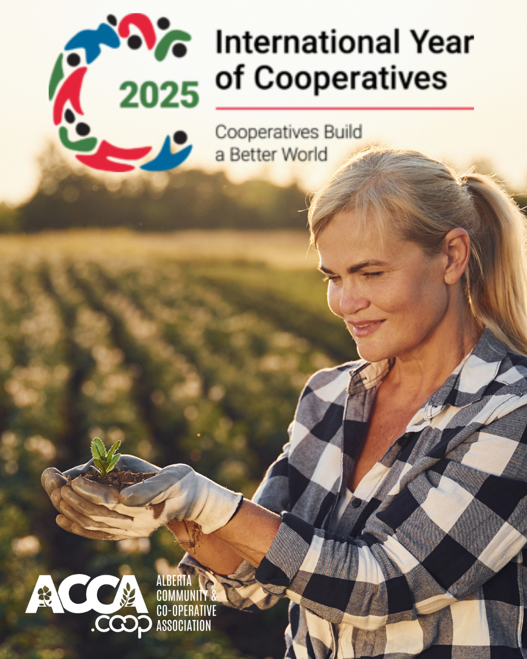 Cooperatives Build a Better World: ACCA Celebrates Co-op Week during the International Year of Cooperatives