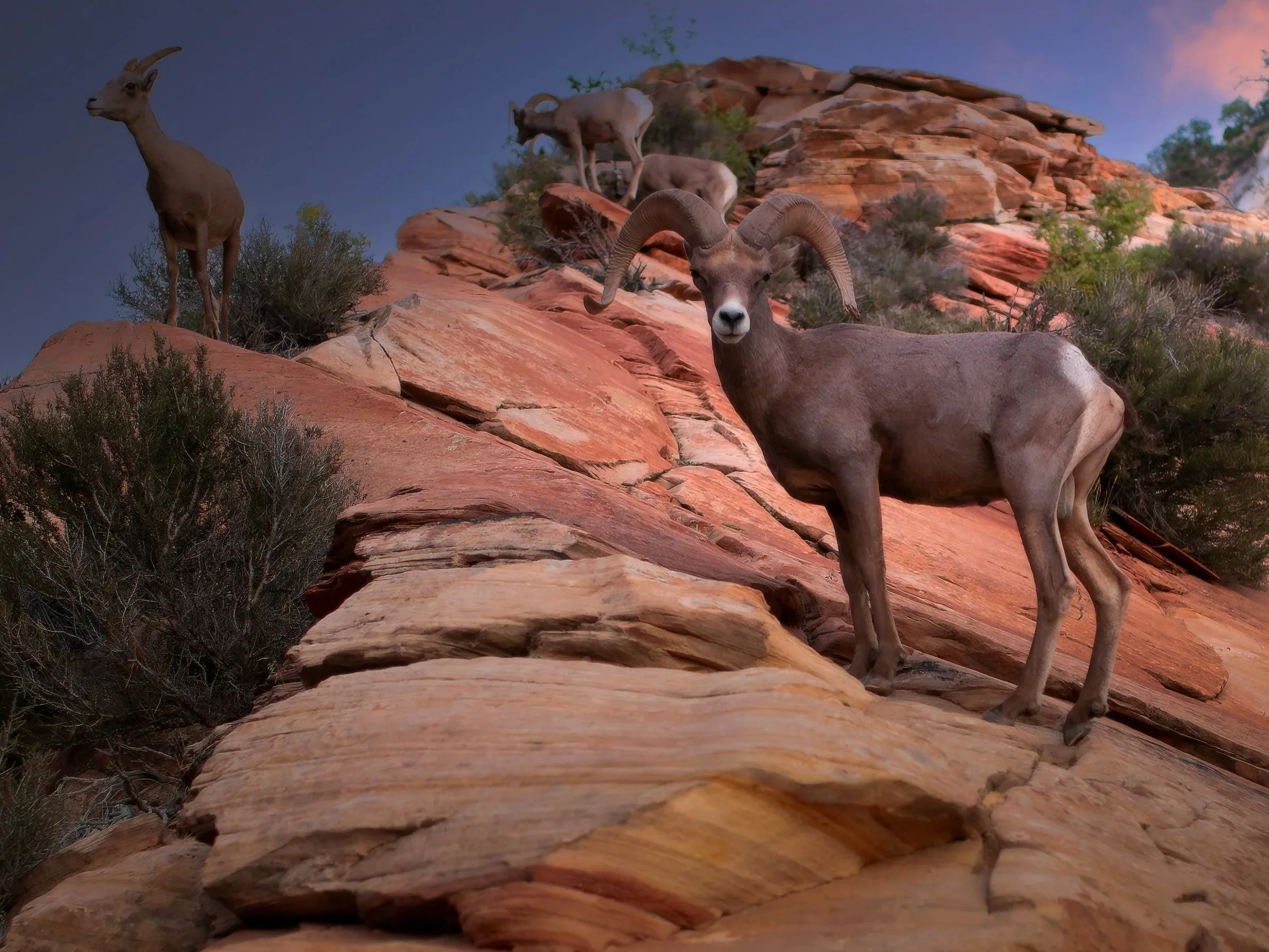 Zion, UT Long Horn Sheep are on alert. No one was injured during the taking of this photo!