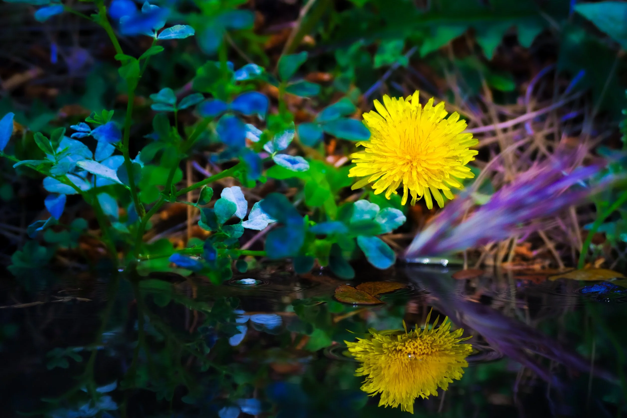  Dance Like Nobody's Looking 2
A lone flower amongst the ground cover gazes at its reflection in the water.  As it recognizes its beauty, the flower dances like nobody's looking.