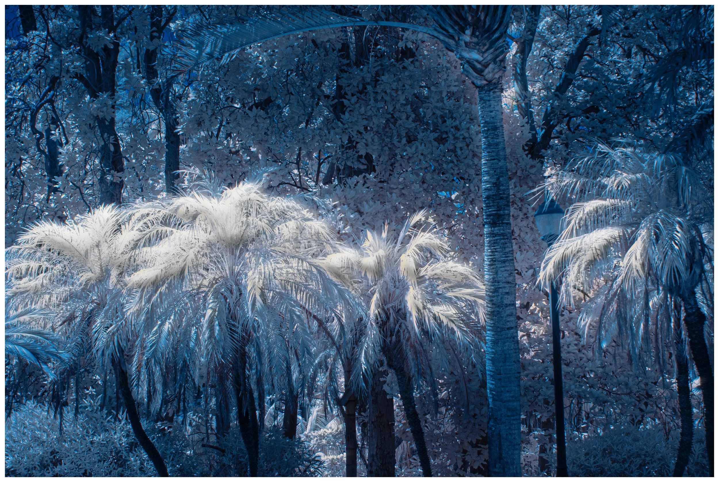 Tropical Palms (Infrared)
These palms dance beneath the cover of the tropical rainforest surround them.  