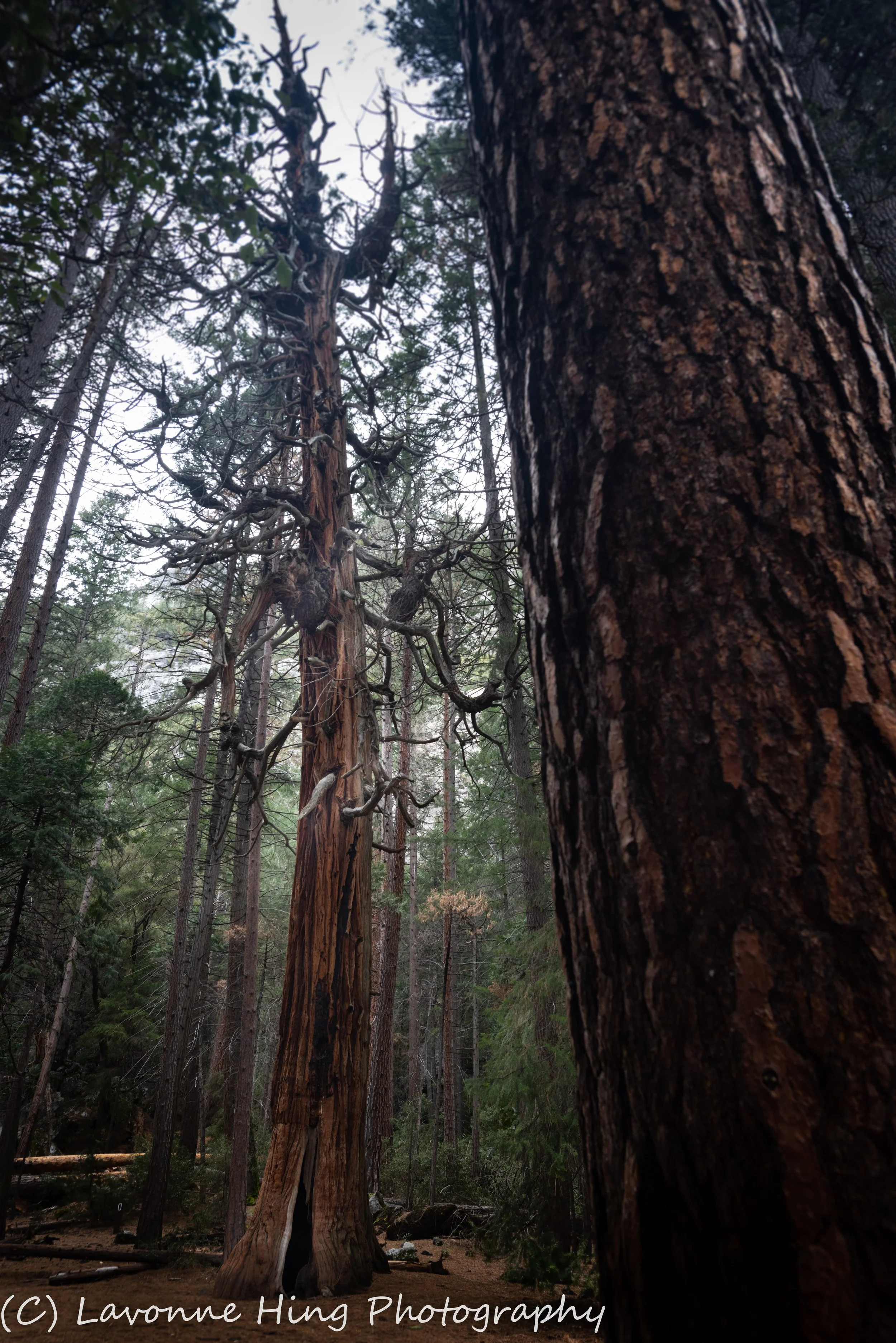 "Mature" Yosemite National Park