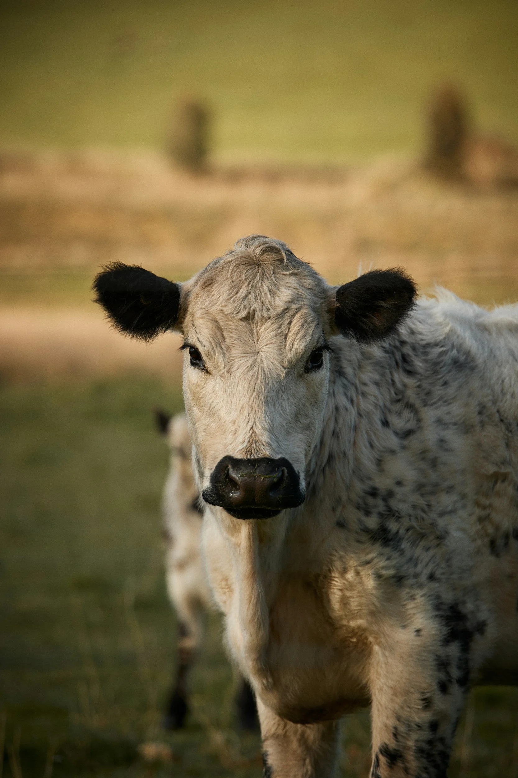 Close-up of a young Speckle Park weaner with black-tipped ears standing in a grassy field. Paddock to Plate. Fresh, healthy, grass-fed beef for sale and home-delivery to customers in Brisbane, Queensland.