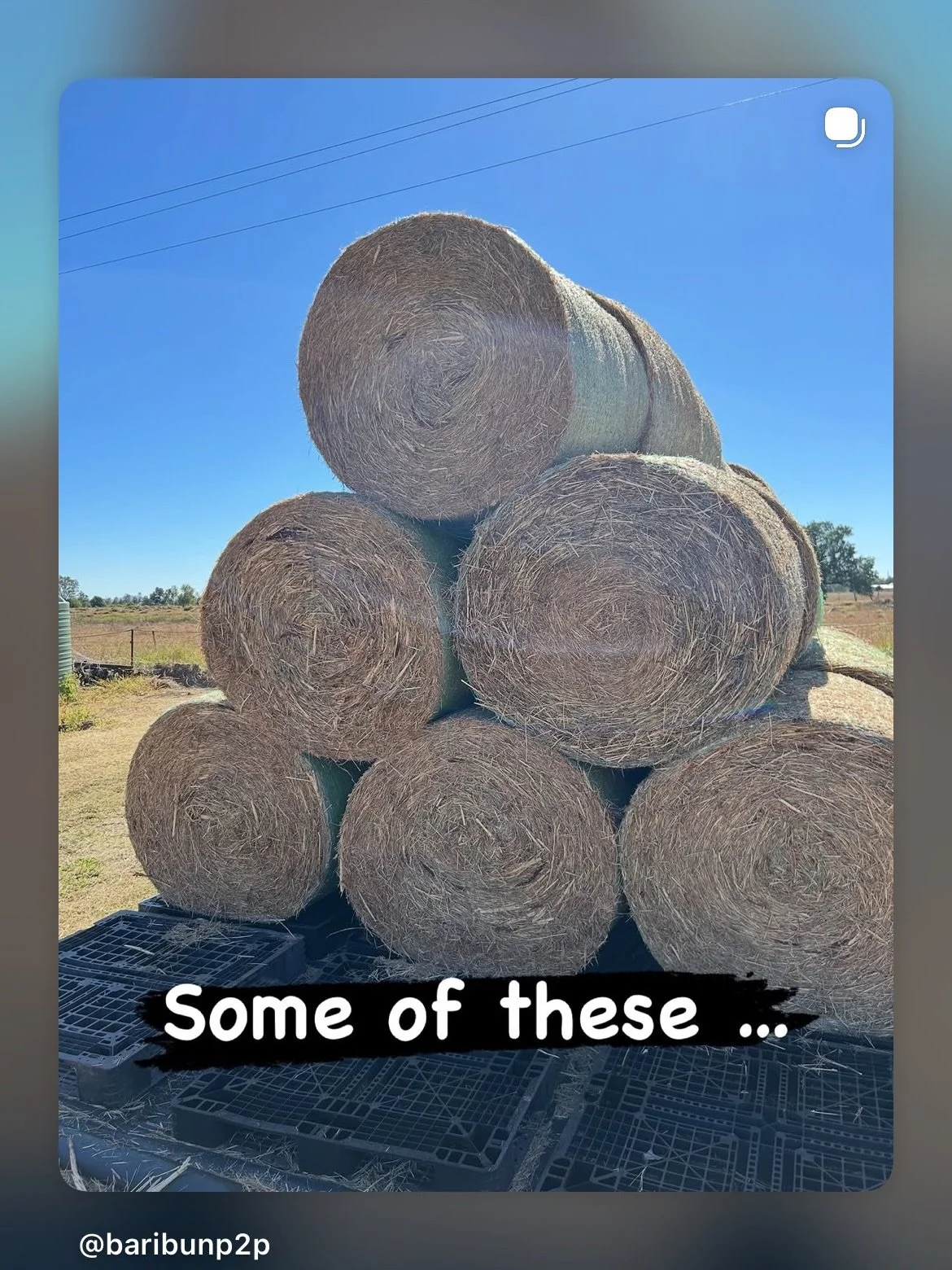 A little bush ingenuity &hellip;. 😂 #Baribun