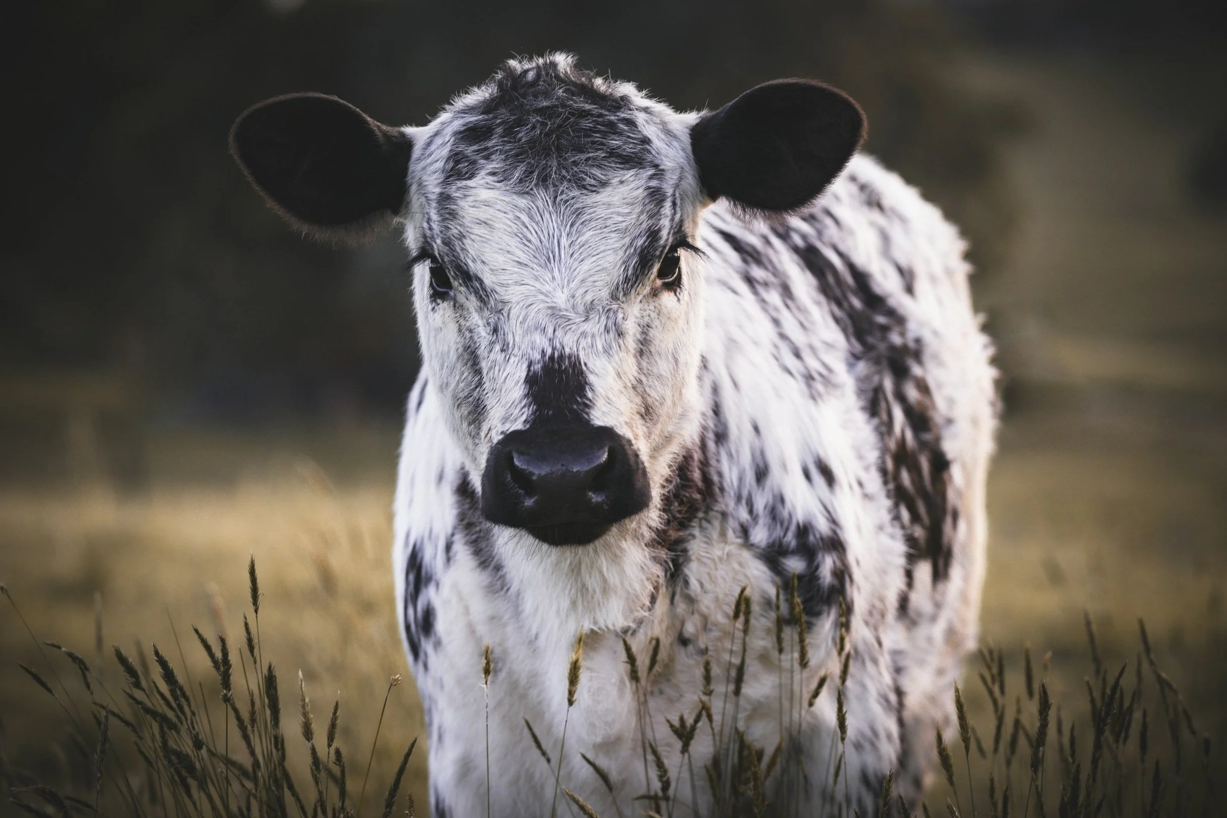 A black and white Speckle Park calf standing in a field of grass. Paddock to Plate. Fresh, healthy, grass-fed beef for sale and home-delivery to customers in Brisbane, Queensland.