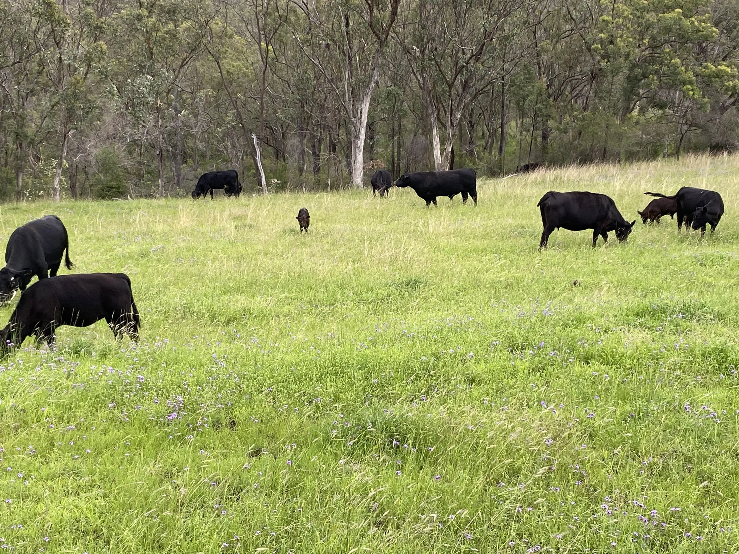 A herd of black angus cattle grazing on a green grassy field with some small purple flowers, surrounded by a forest of tall trees. Paddock to Plate. Fresh, healthy, grass-fed beef for sale and home-delivery to customer in Brisbane, Queensland.
