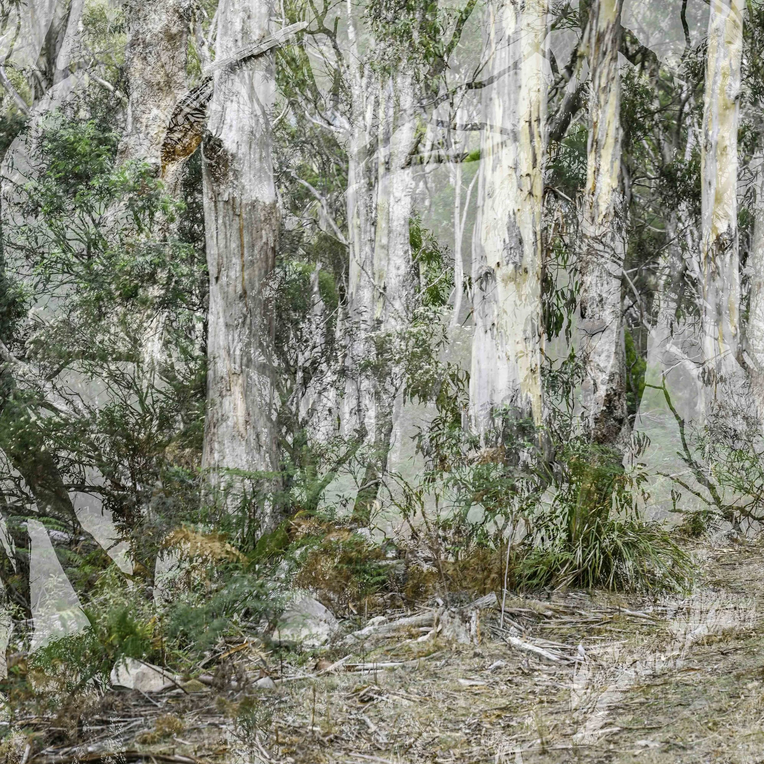 Blue Gum Track-009.jpg