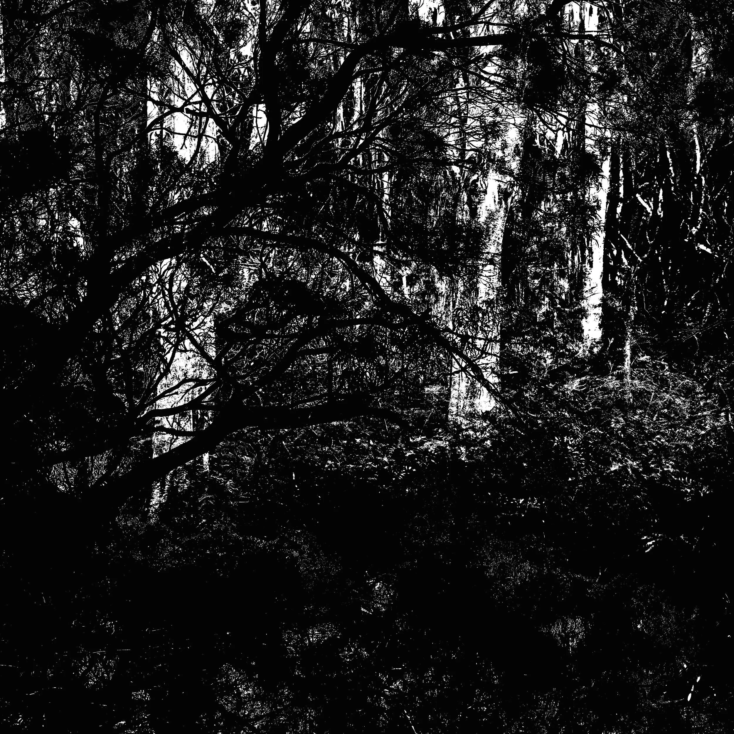 Blue Gum Track-013.jpg