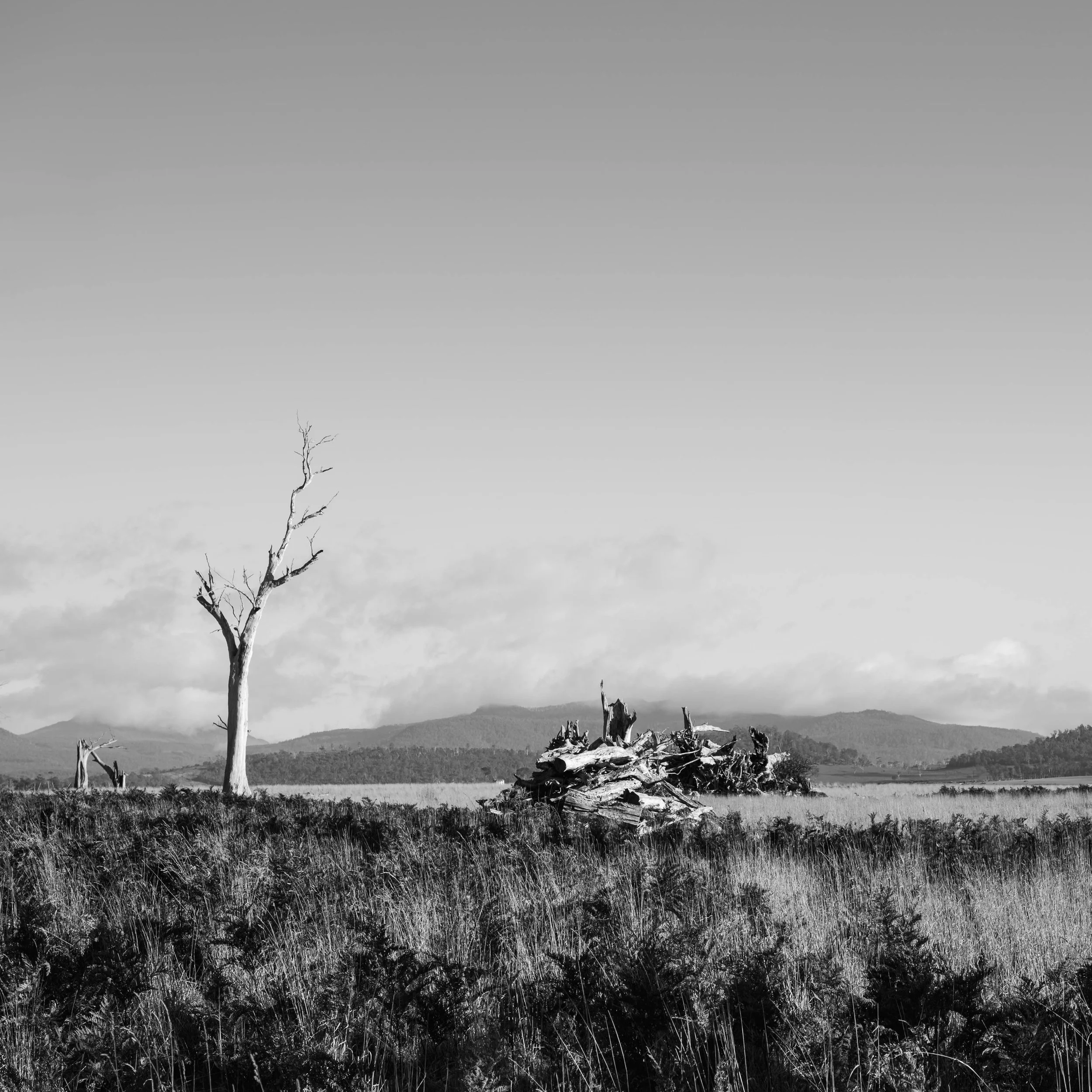 Altered Landscapes