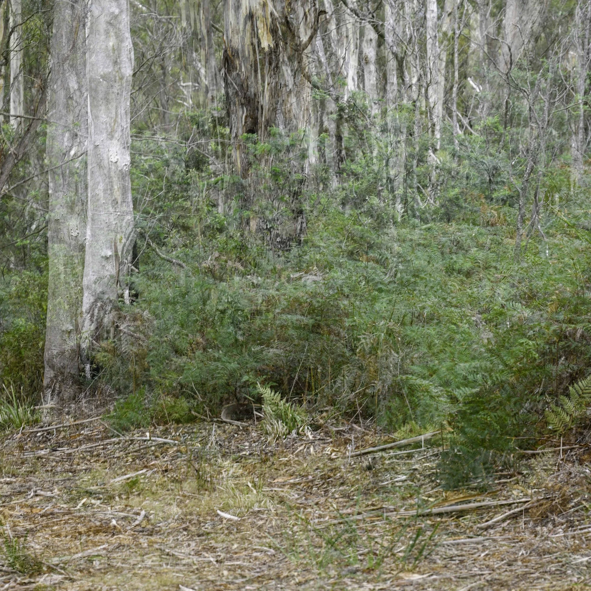 Blue Gum Track-011.jpg