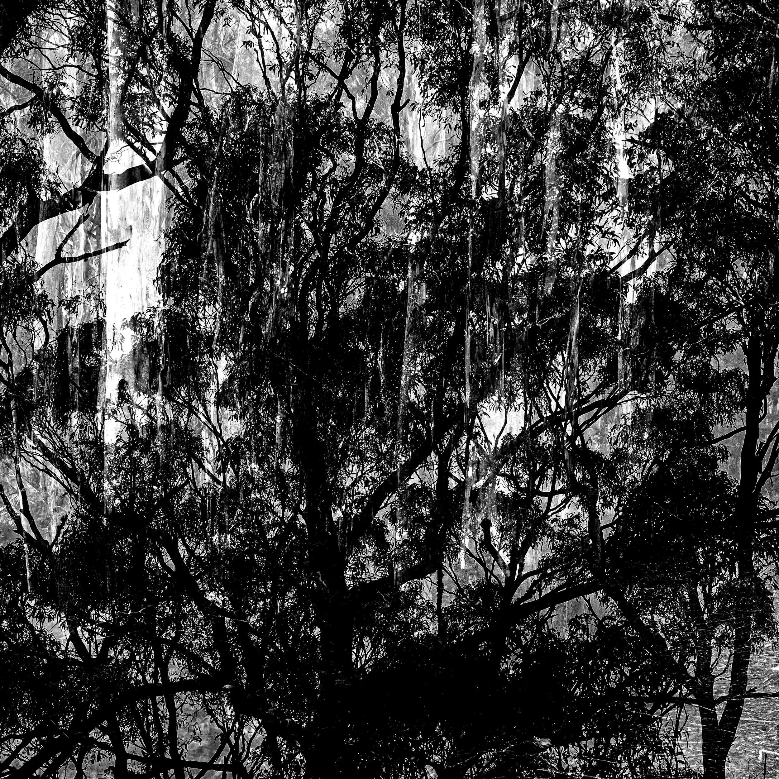 Blue Gum Track-018.jpg