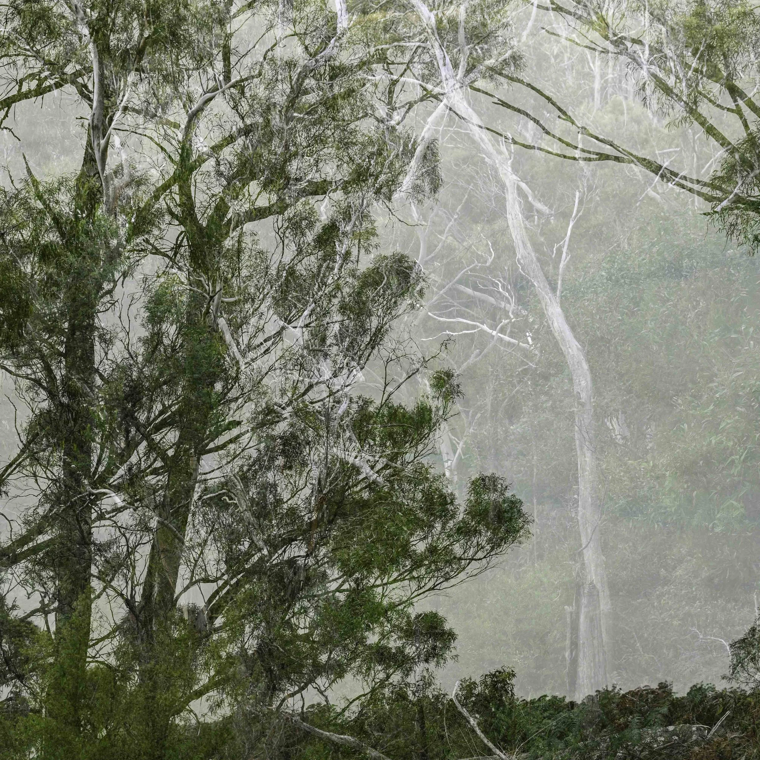 Blue Gum Track-024.jpg